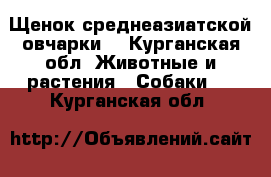 Щенок среднеазиатской овчарки  - Курганская обл. Животные и растения » Собаки   . Курганская обл.